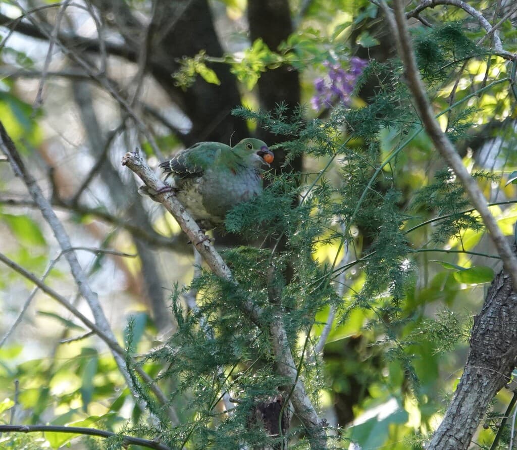 Superb Fruit Dove