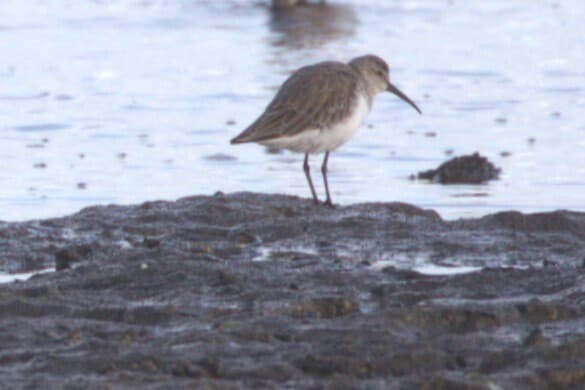 Curlew Sandpiper