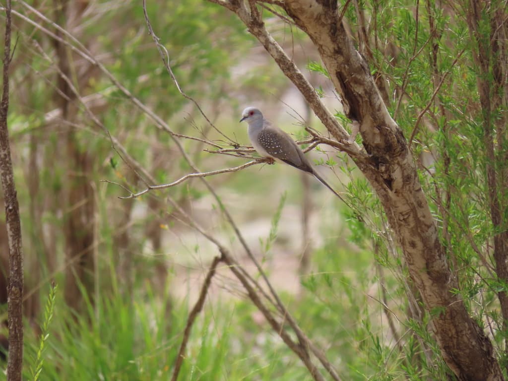 Diamond Dove