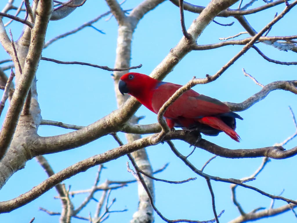 Moluccan Eclectus