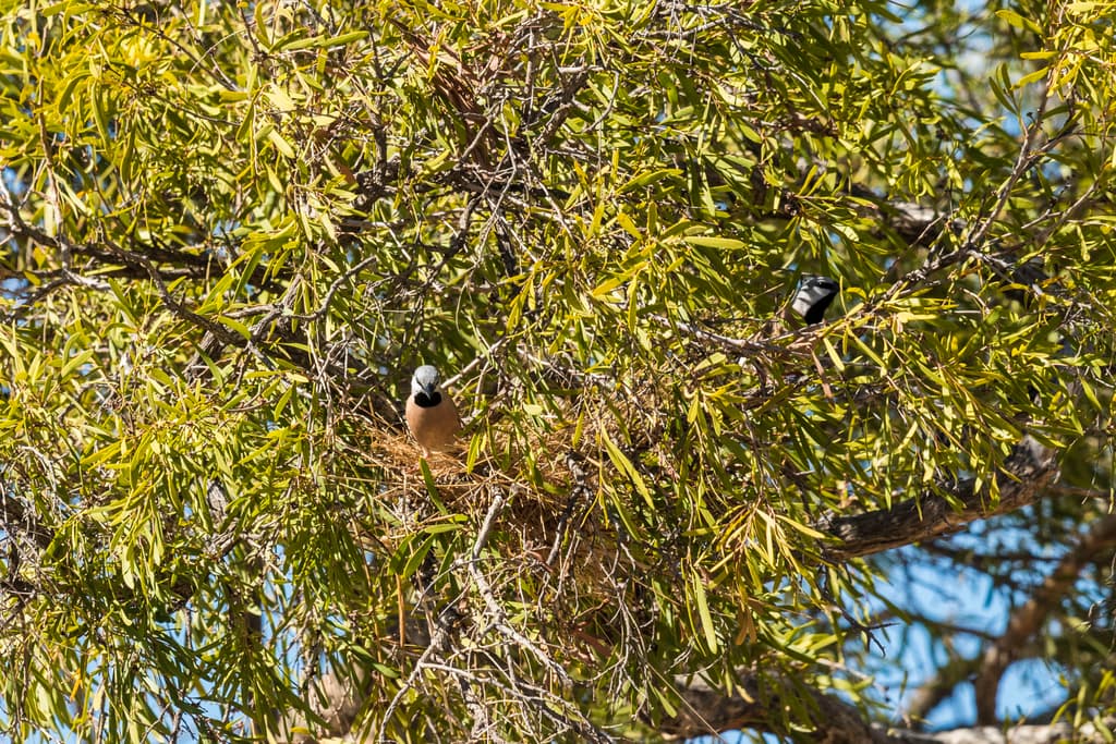 Black-throated Finch