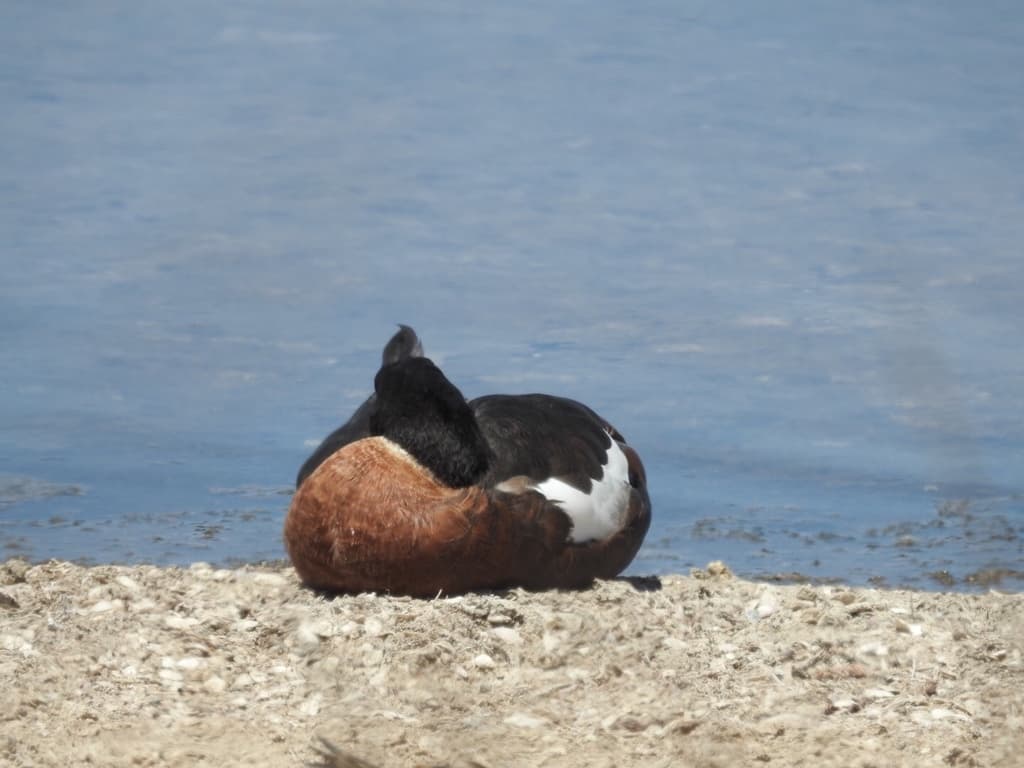 Australian Shelduck