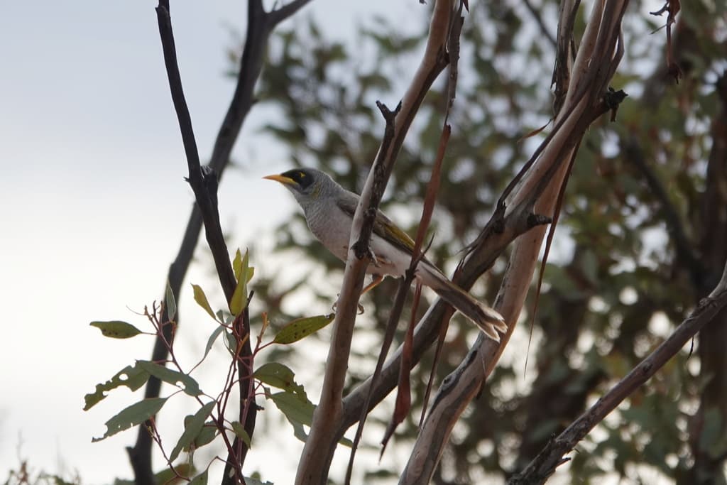Black-eared Miner