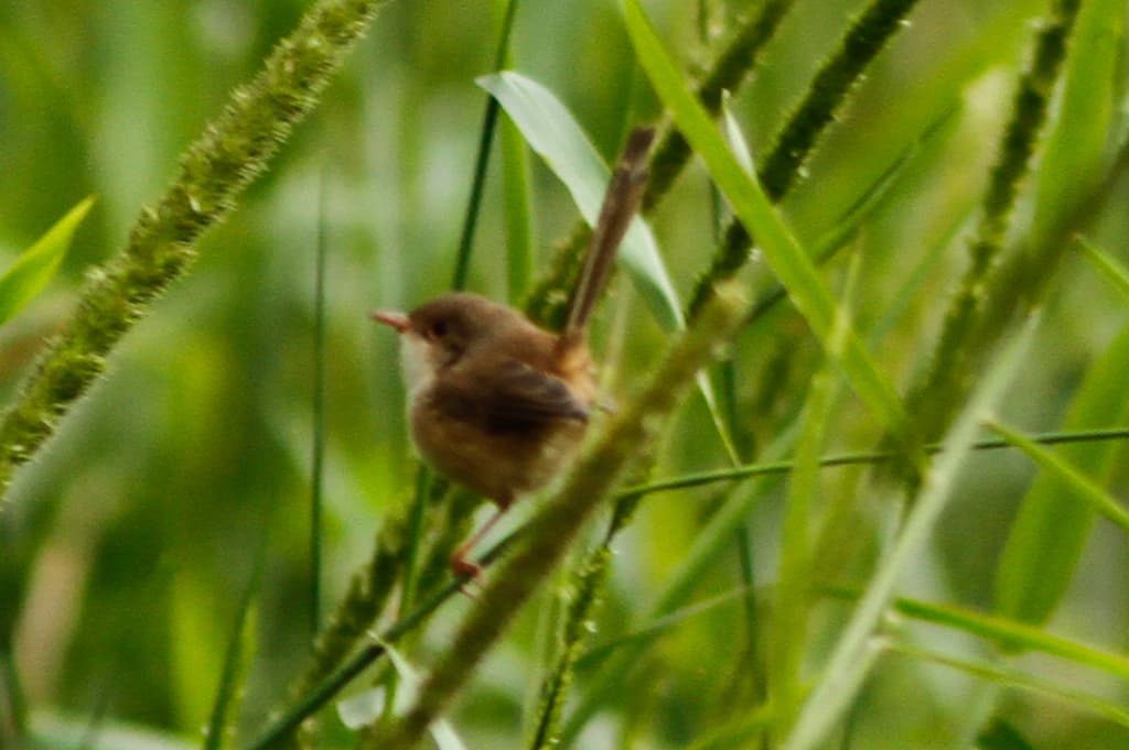 Red-backed Fairywren