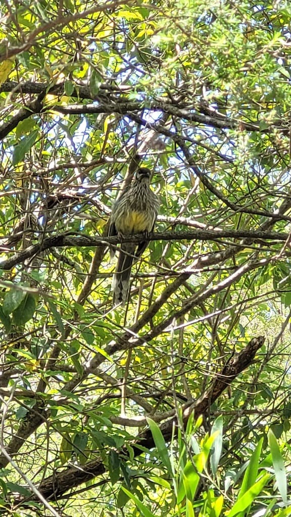Red Wattlebird