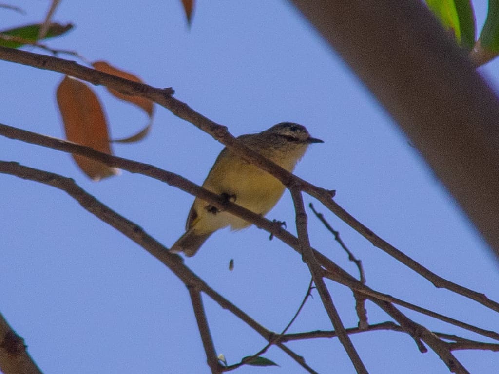Yellow-rumped Thornbill