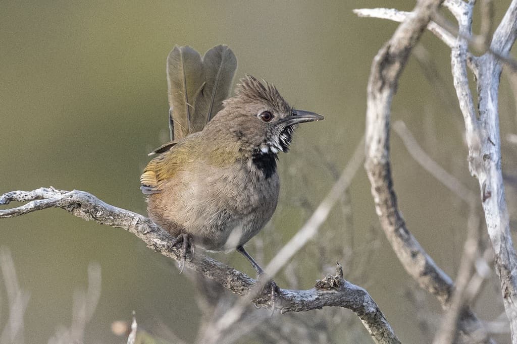 Western Whipbird