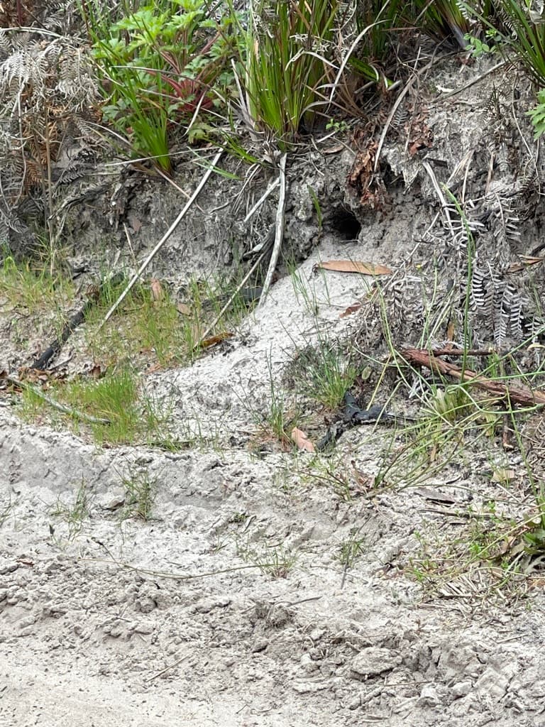 Spotted Pardalote