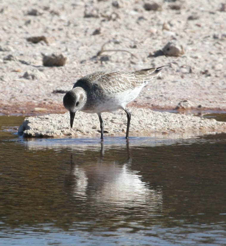 Grey Plover