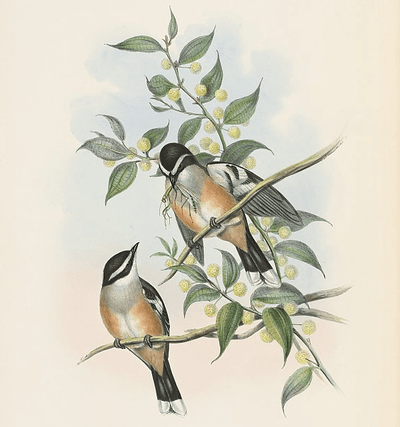 Buff-sided Robin