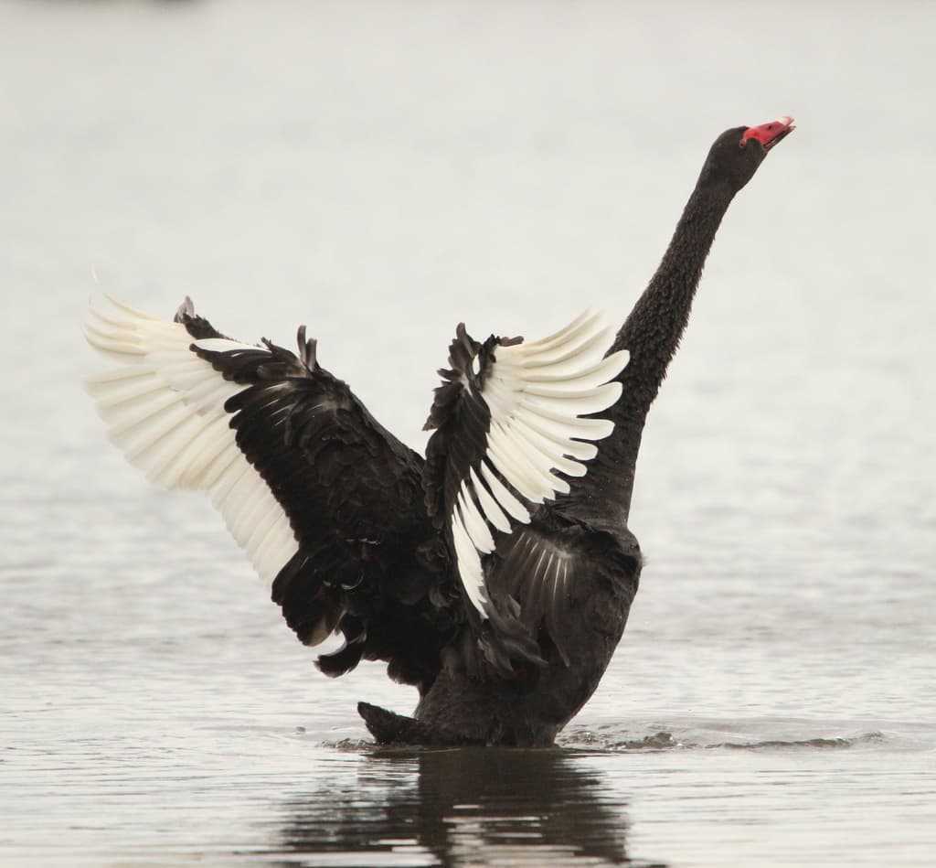 Black Swan