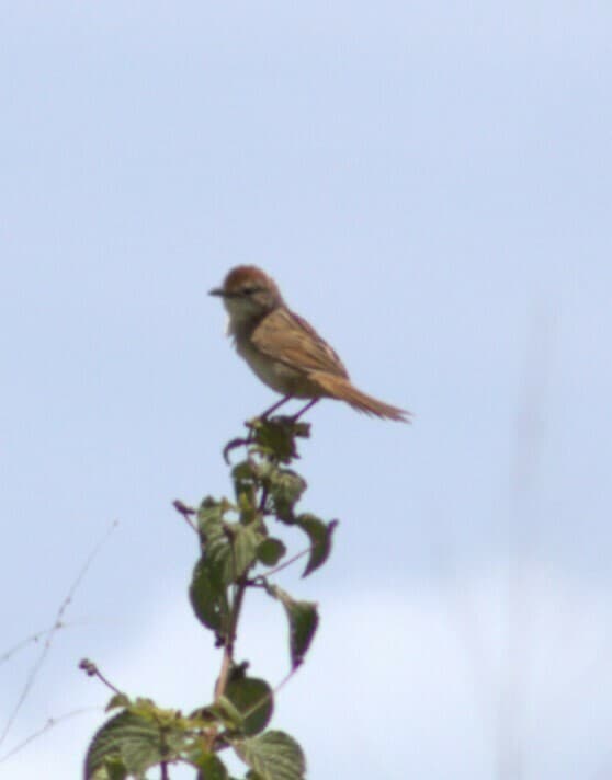 Tawny Grassbird
