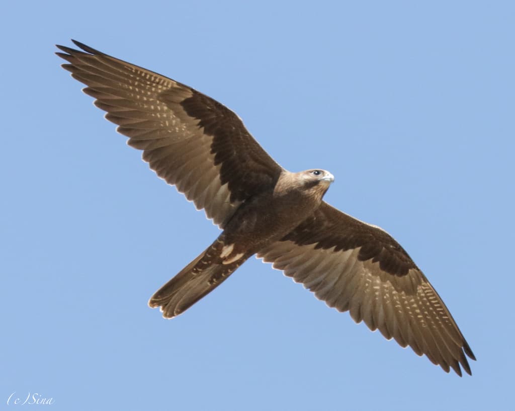 Black Falcon