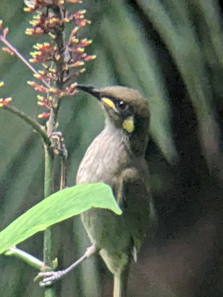 Yellow-spotted Honeyeater
