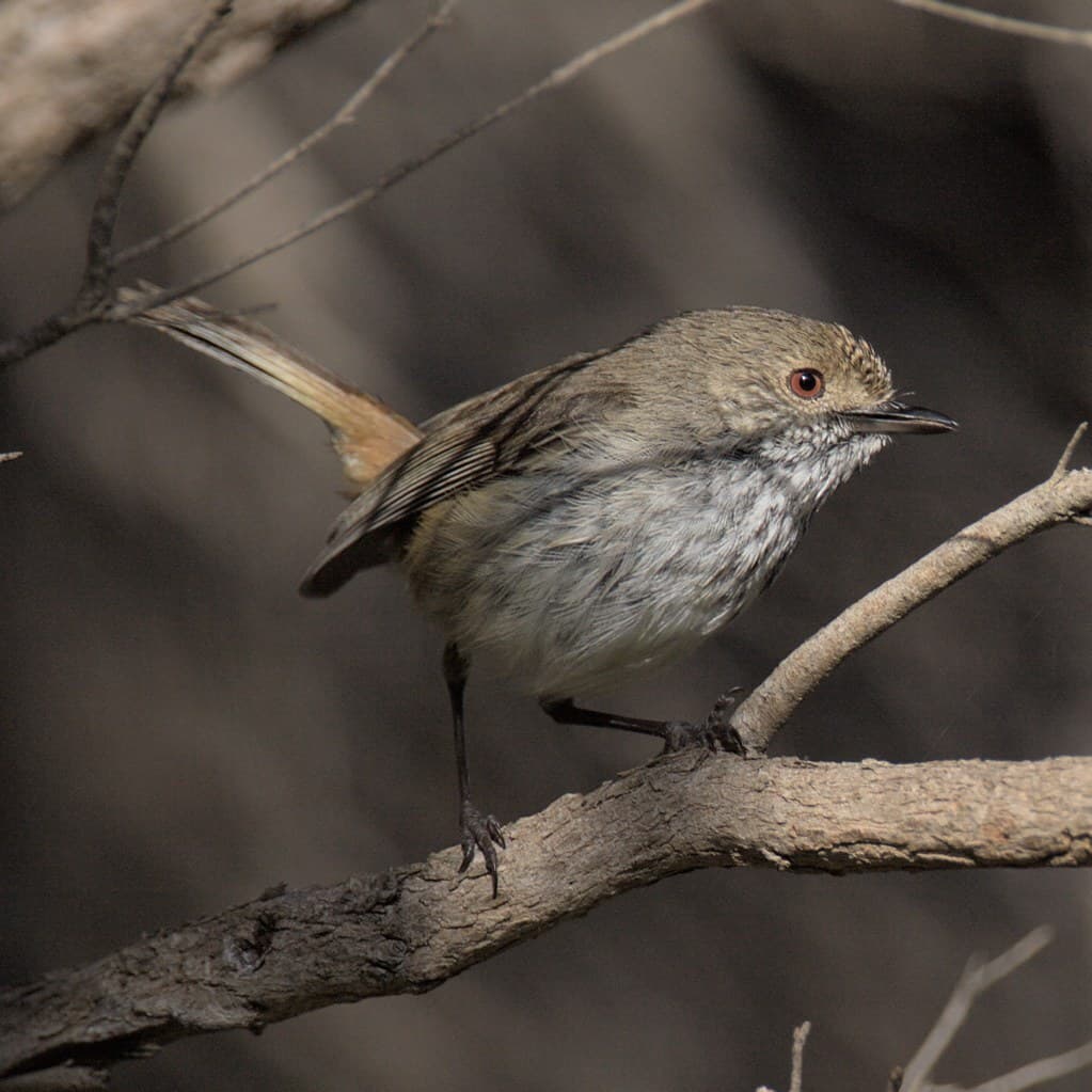 Inland Thornbill