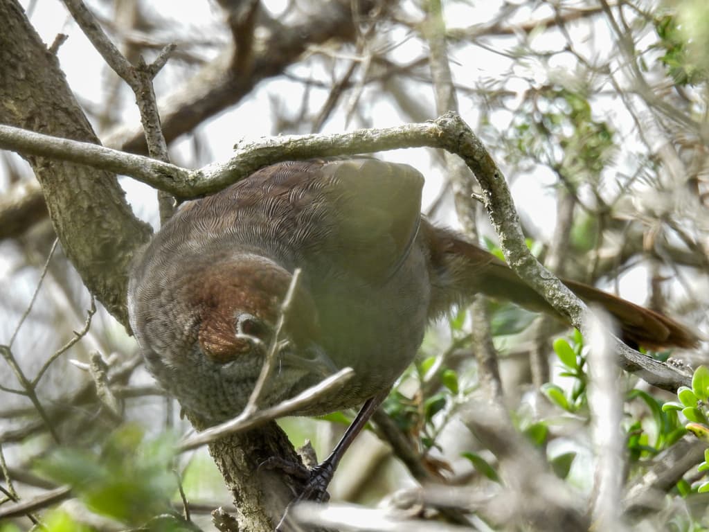 Rufous Bristlebird