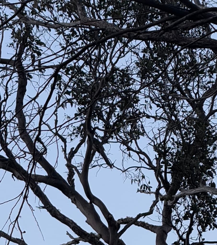Yellow Wattlebird