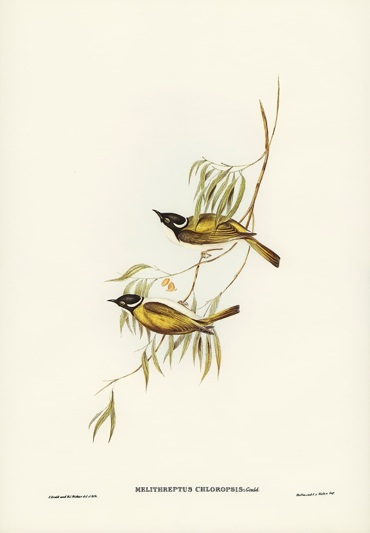 Gilbert's Honeyeater