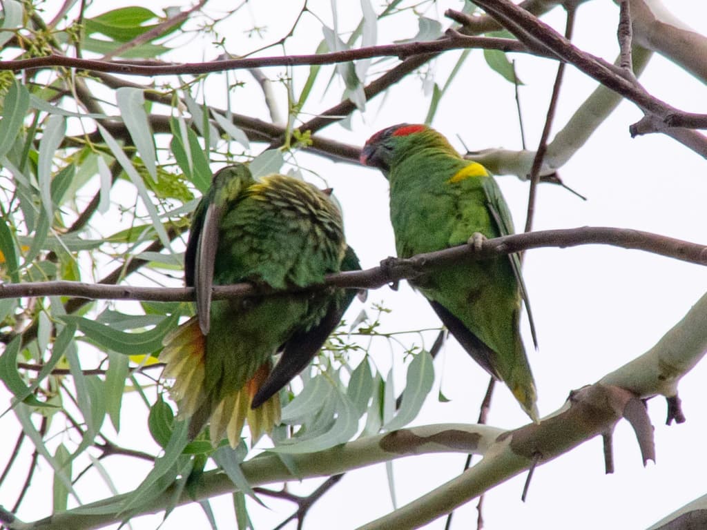 Musk Lorikeet