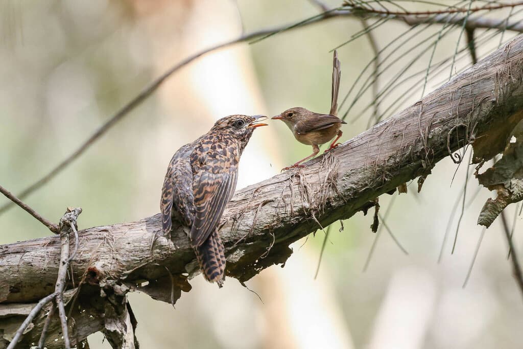 Sahul Brush Cuckoo