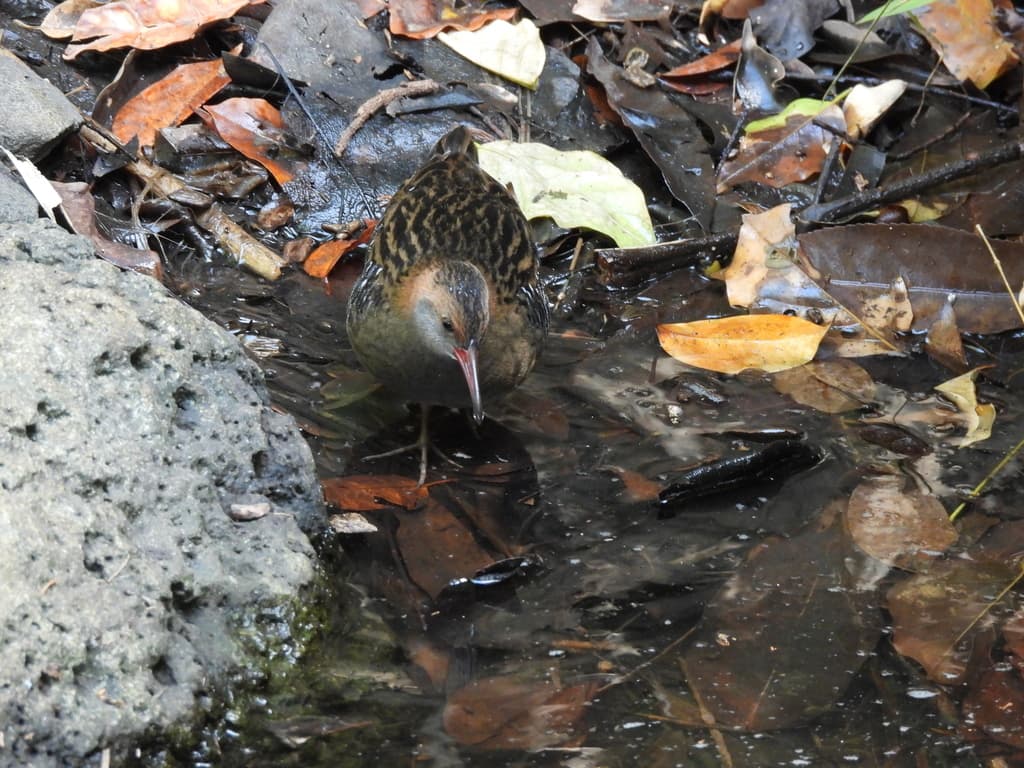 Lewin's Rail