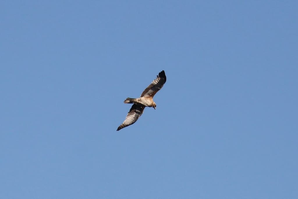 Little Eagle