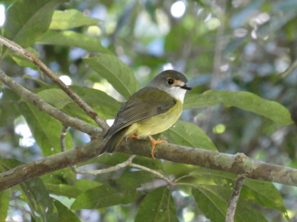 Pale-yellow Robin
