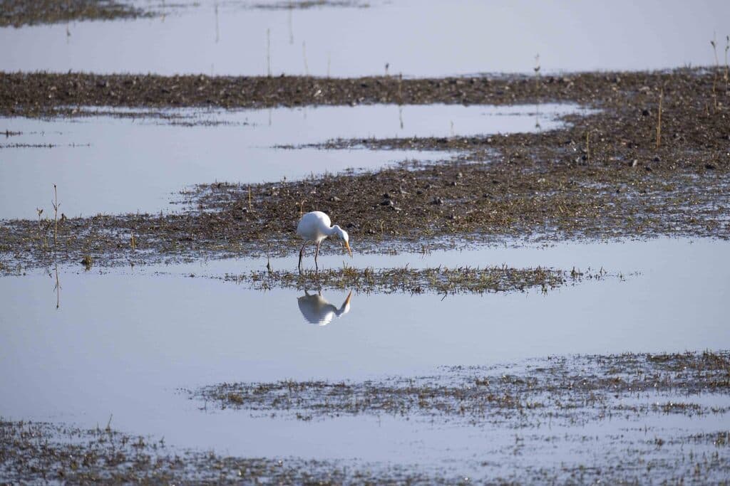 Medium Egret