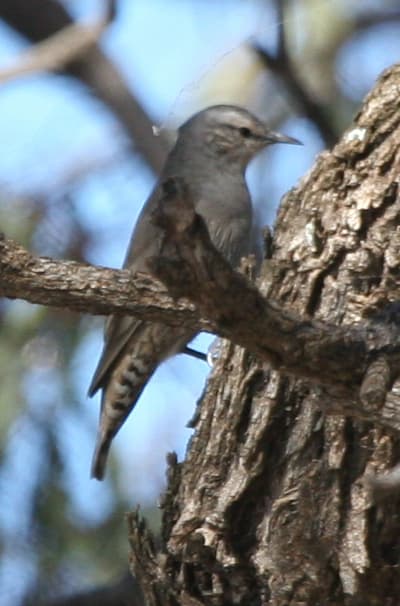 Brown Treecreeper