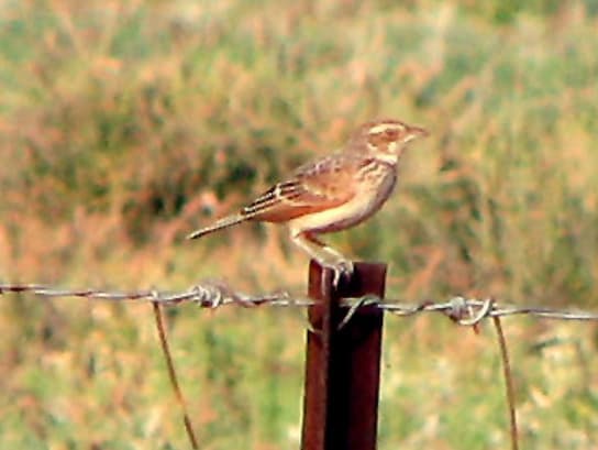 Singing Bush Lark