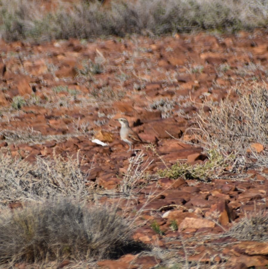 Cinnamon Quail-thrush