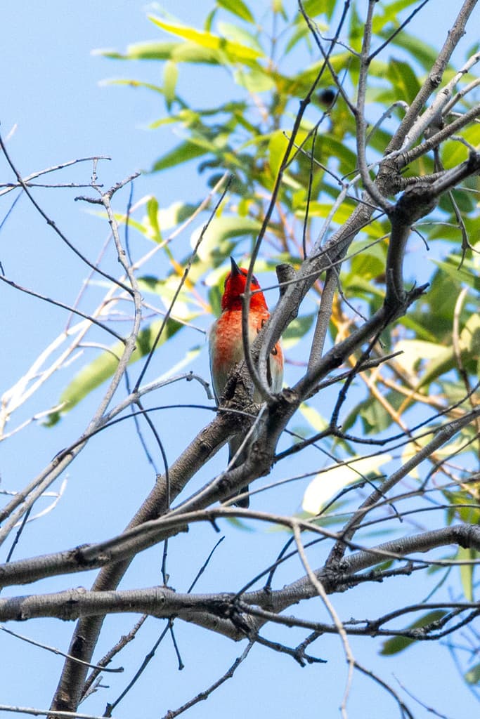 Scarlet Myzomela