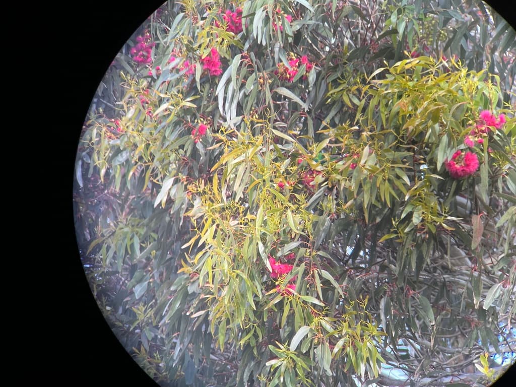 Swift Parrot