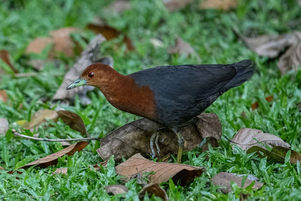 Red-necked Crake