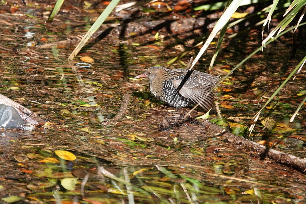 Lewin's Rail