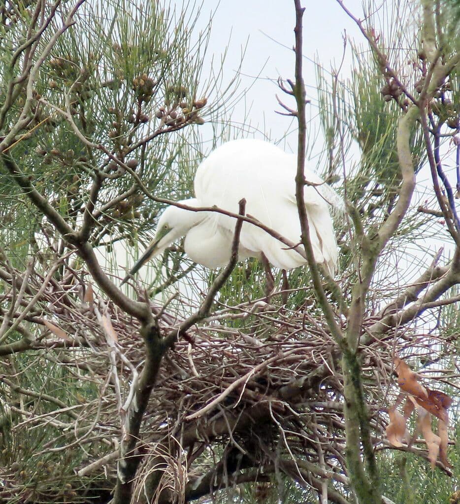 Great Egret