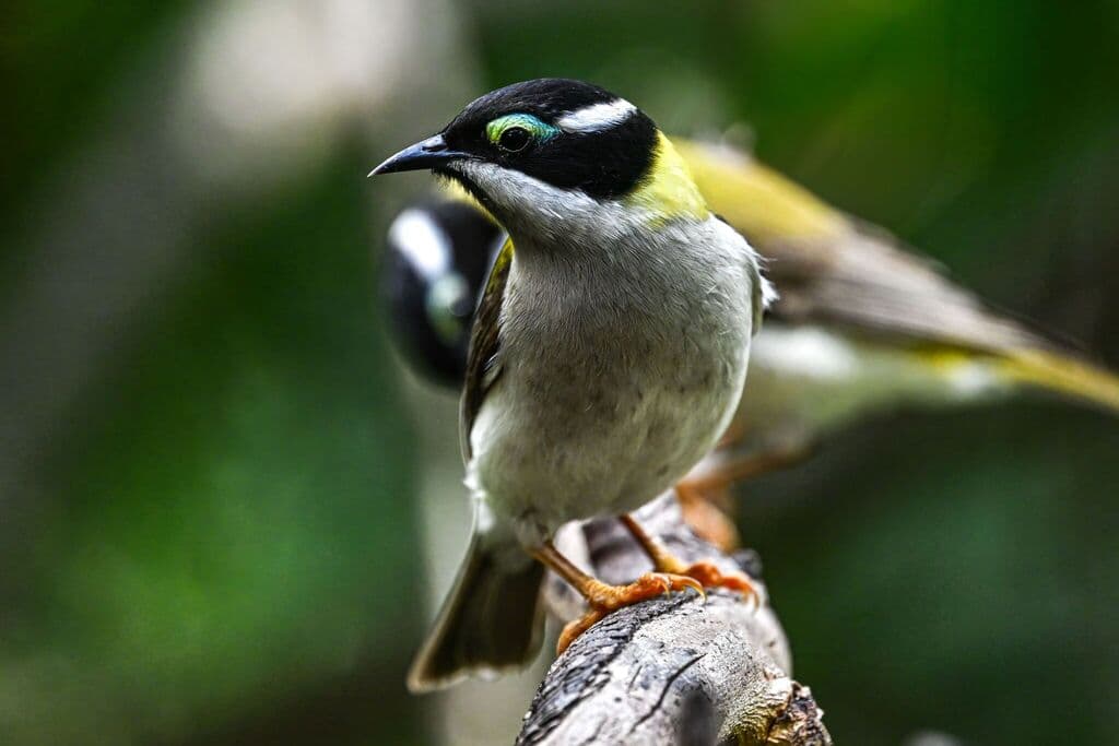 Black-chinned Honeyeater