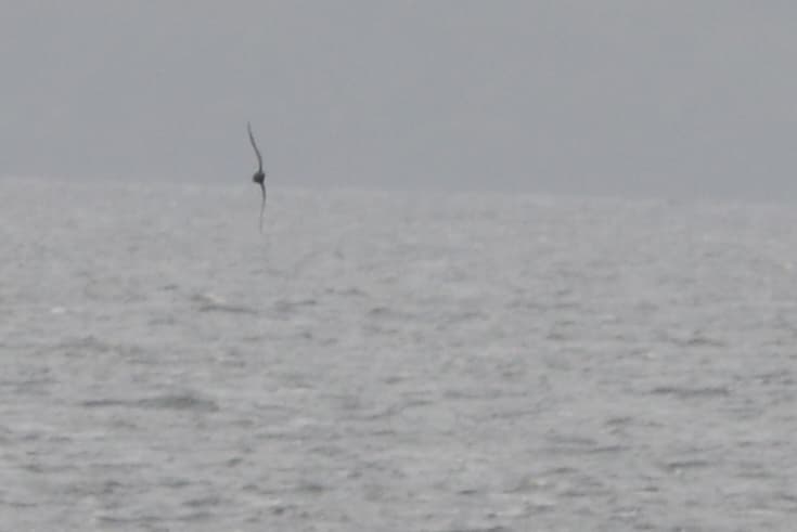 Sooty Shearwater