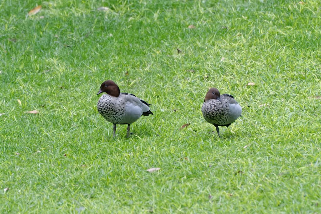 Maned Duck