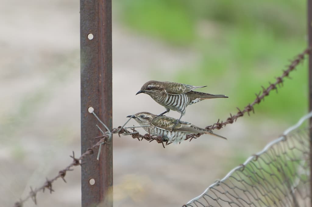 Horsfield's Bronze Cuckoo