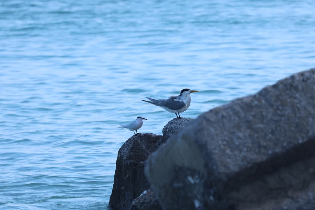 Black-naped Tern