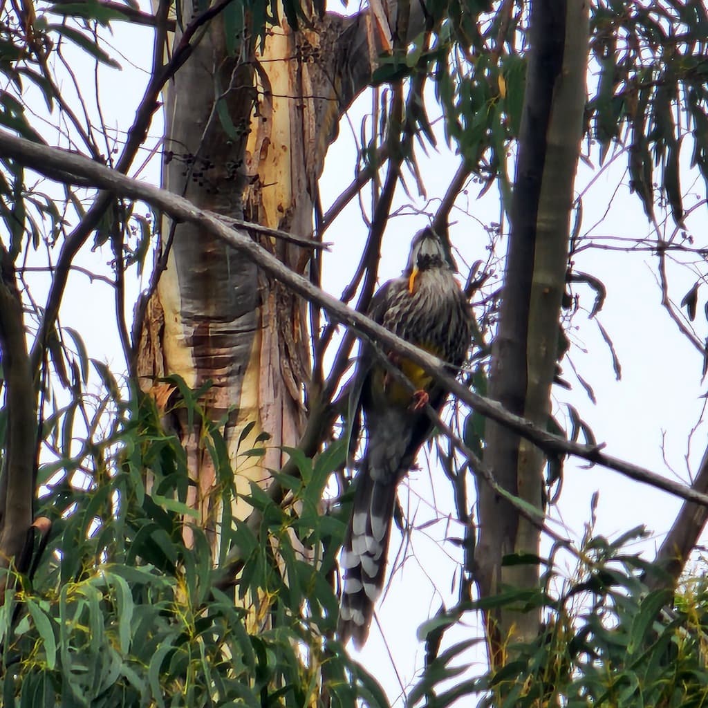 Yellow Wattlebird