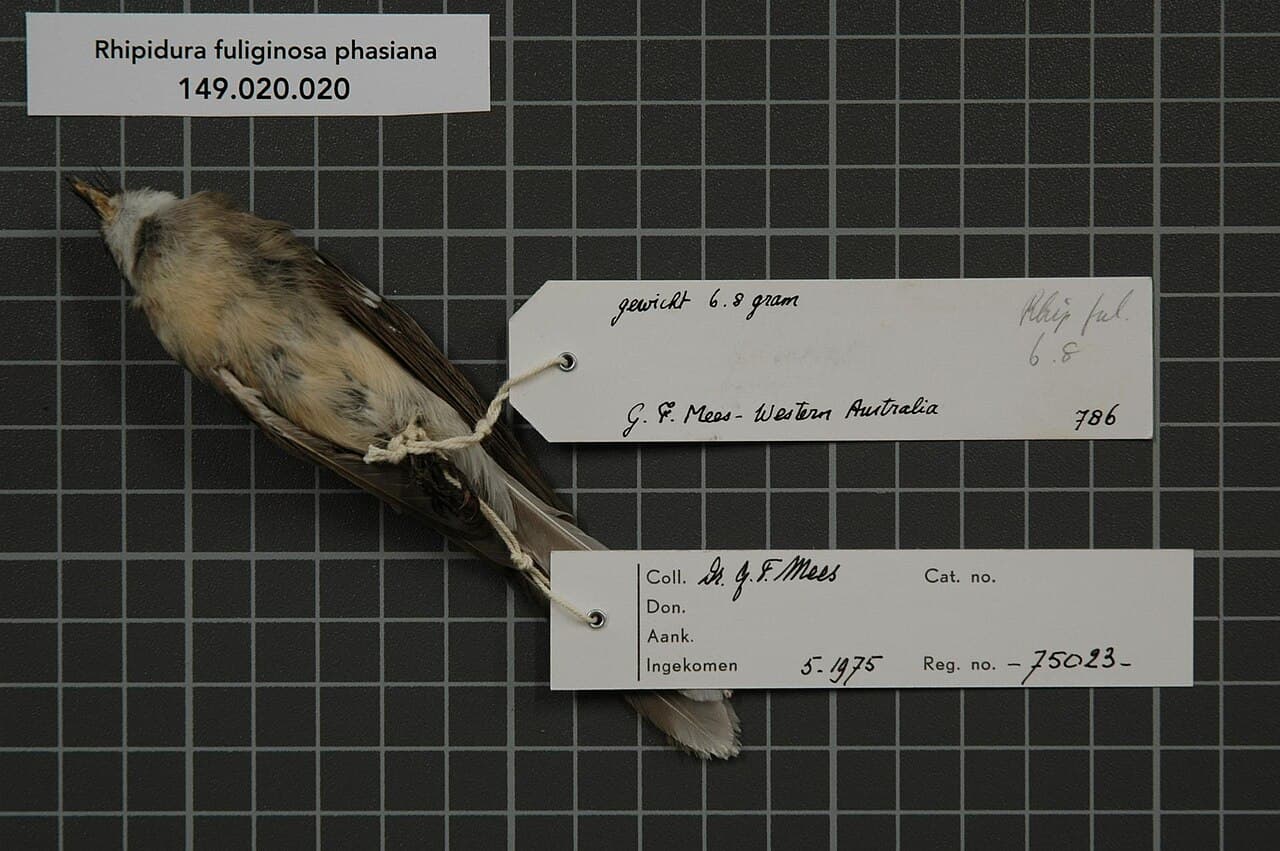 Mangrove Fantail
