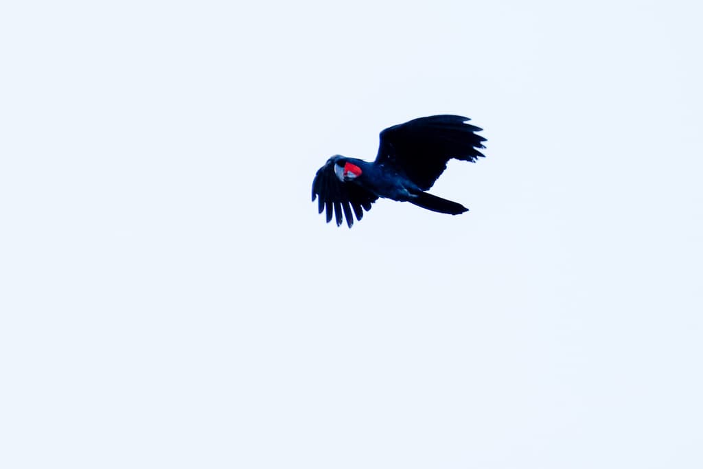 Palm Cockatoo