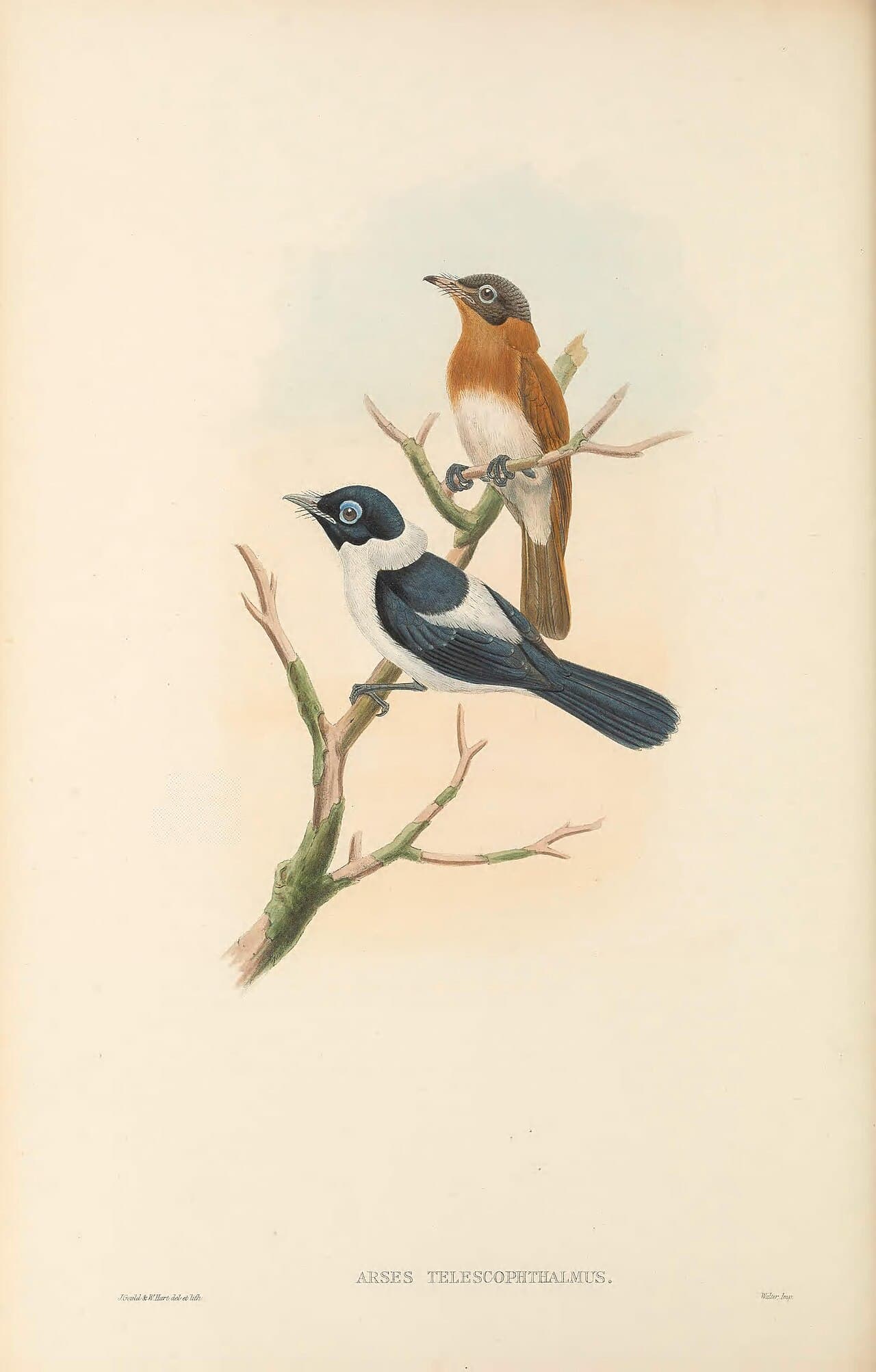 Frilled Monarch