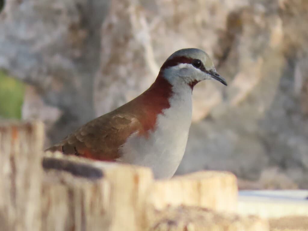 Brush Bronzewing