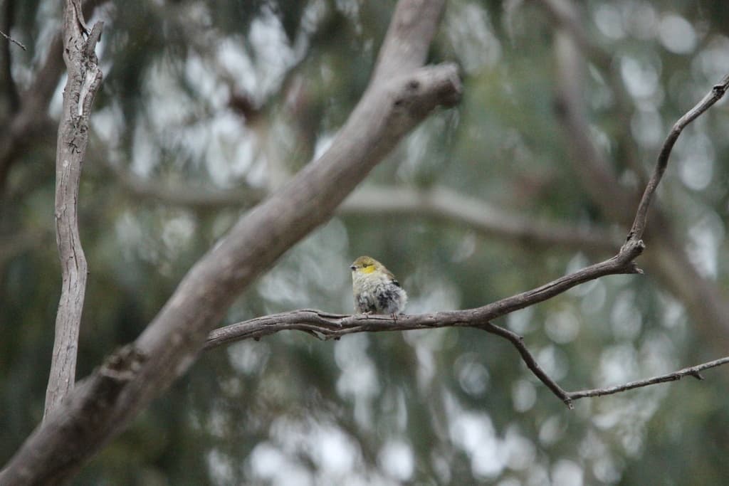 Forty-spotted Pardalote