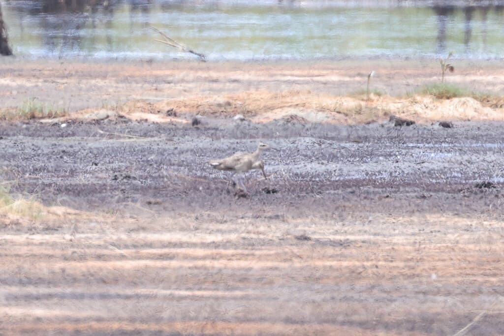 Little Curlew