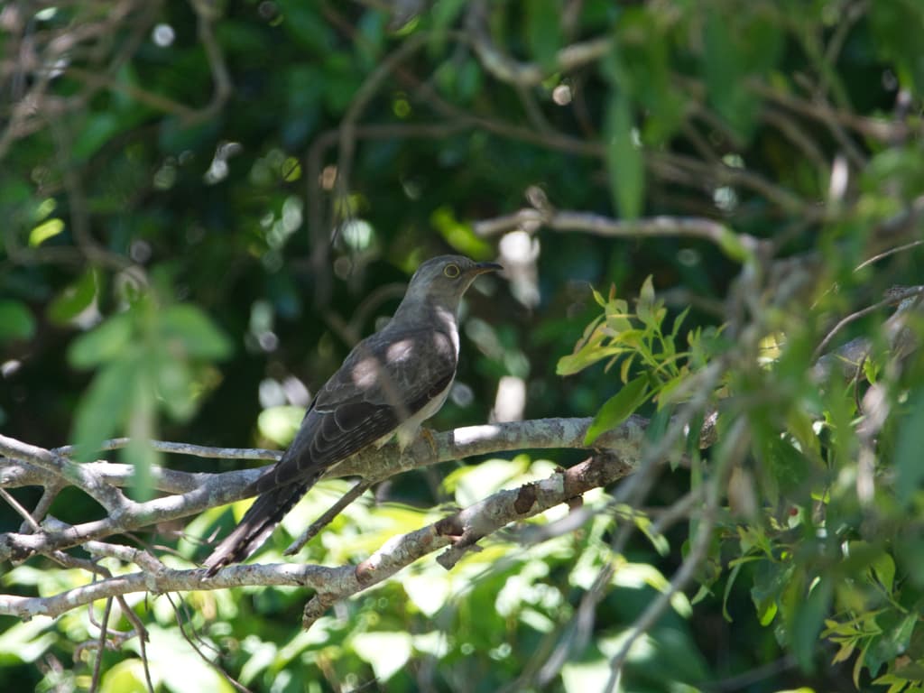 Pallid Cuckoo