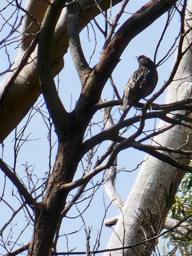 Common Starling